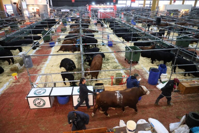 Fórmula 1: la ganadería larga en Palermo una carrera para ser campeona