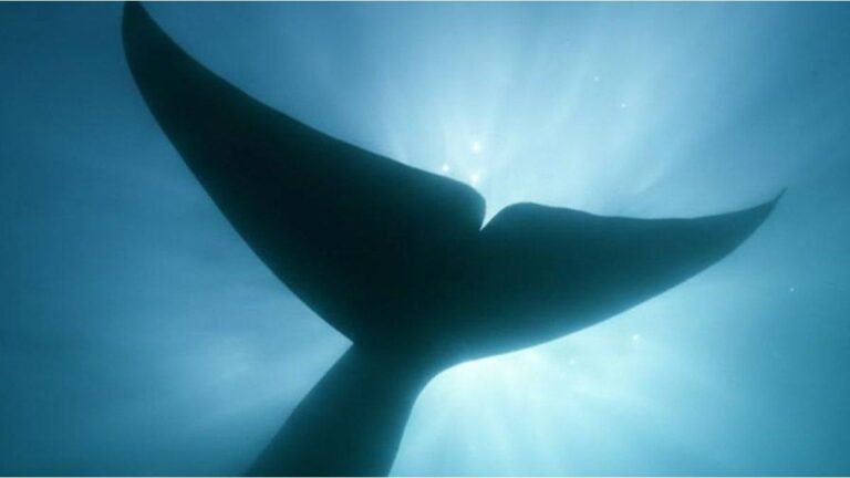 Estrenaron en el CONICET un documental sobre la llegada masiva de ballenas Sei al Golfo San Jorge